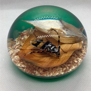 Vintage Tarax Infinity Lucite Acrylic Paperweight Beatle Bug Retro 3" Canada